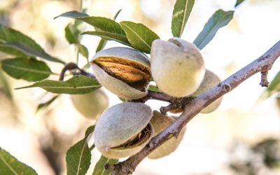 Discover the powerful hidden treasures of Almond Oil.