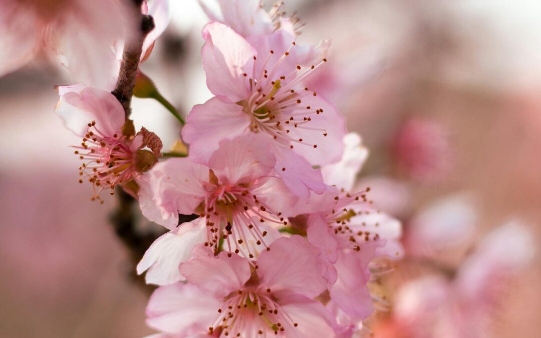 cherry blossom, tree